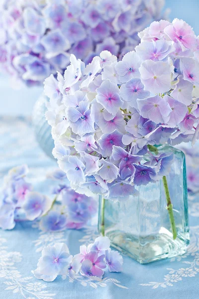 Hydrangea ανθίζει — Φωτογραφία Αρχείου