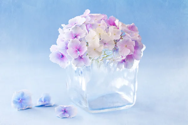 Hortensia bloemen — Stockfoto