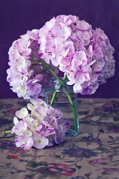 Lila hydrangea blommor — Stockfoto