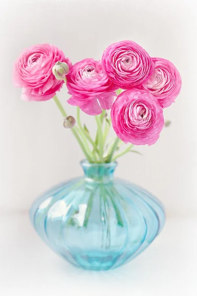 Pink ranunculus flowers — Stock Photo, Image