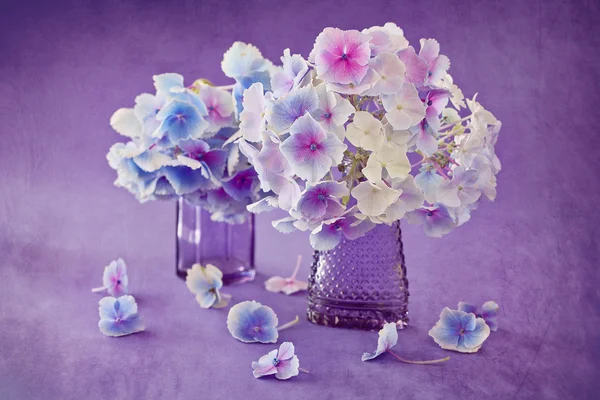 Flores de hortensias en un jarrón — Foto de Stock