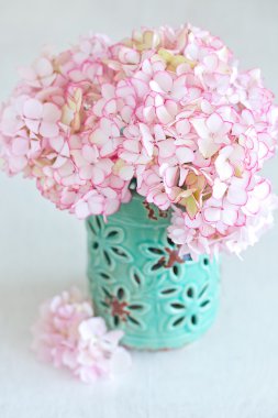 Pembe Ortanca çiçekleri