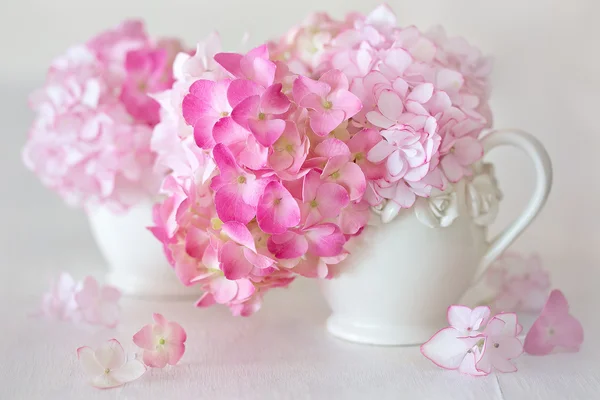 Bellissimi fiori di ortensia rosa — Foto Stock