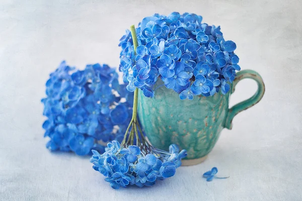 Fleurs d'hortensia bleues — Photo