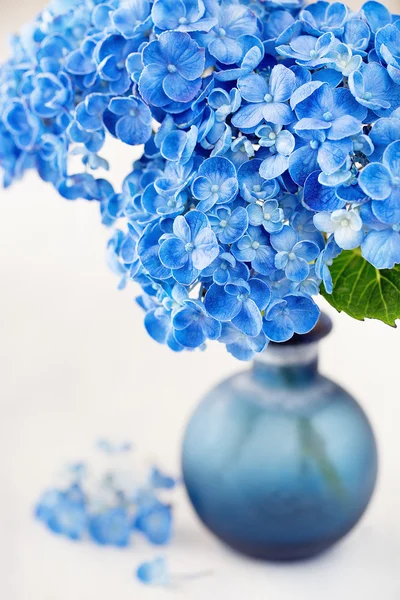 Fleurs d'hortensia bleues — Photo