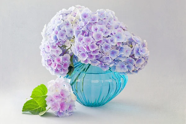 Hortensienblüten in einer Vase — Stockfoto