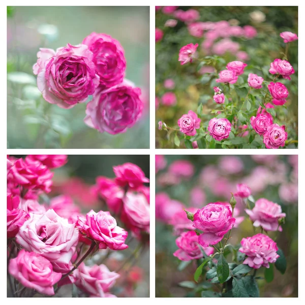 Pink roses — Stock Photo, Image