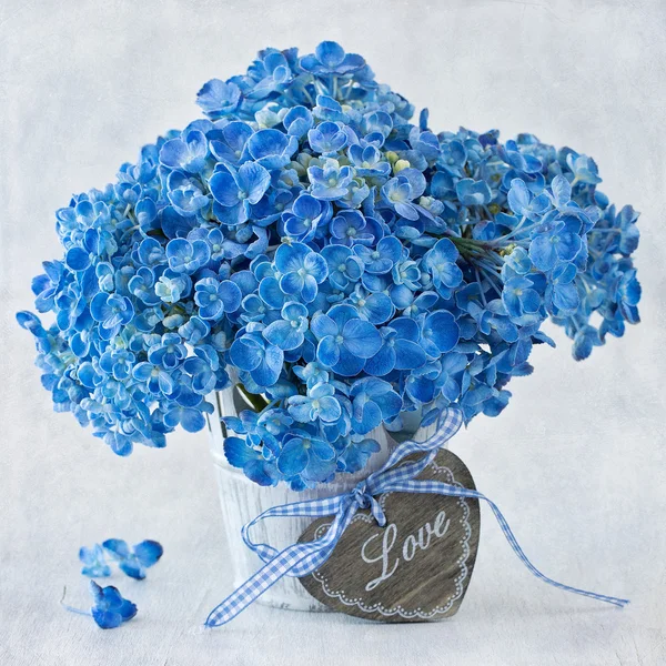 Mavi ortanca çiçekleri — Stok fotoğraf