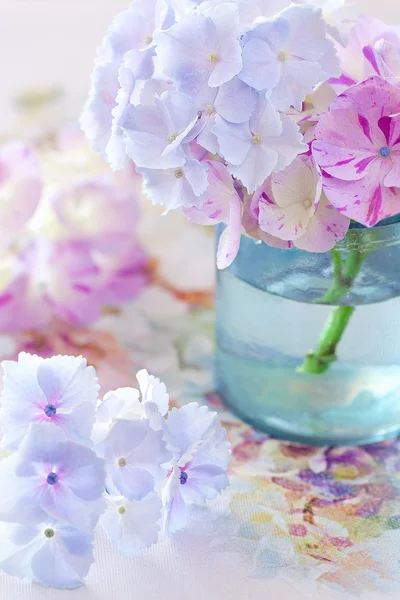 Flores de hortensias — Foto de Stock