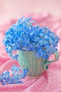 Mavi ortanca çiçekleri .