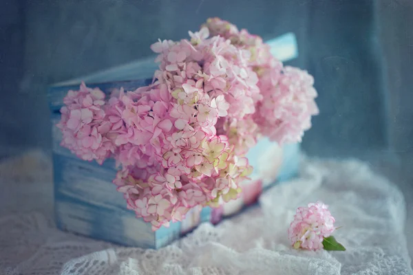 Vackra hortensia blommor — Stockfoto