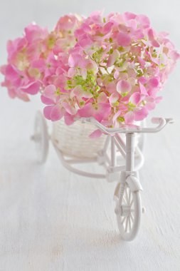 Pembe Ortanca çiçekleri