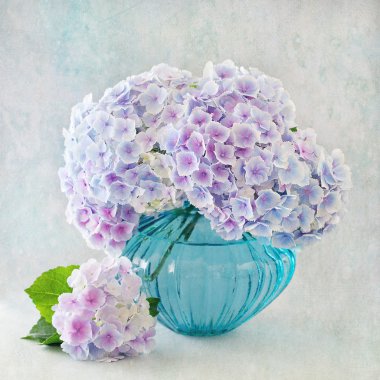 Ortanca çiçek vazoda