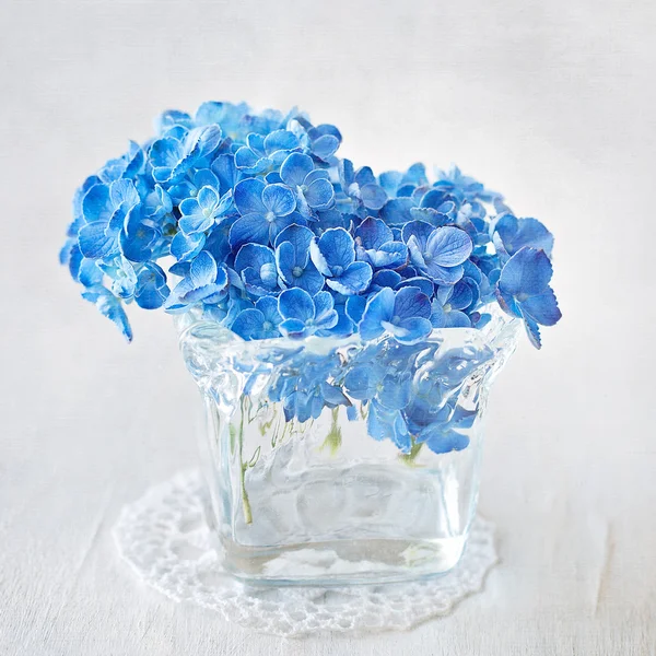 Blue hydrangea flowers . — Stock Photo, Image