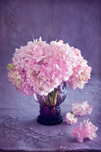 Hermosas flores de hortensias rosadas . — Foto de Stock