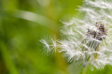 Hava dandelions yeşil alan