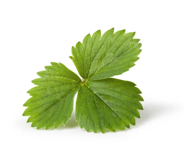 Strawberry leaf isolated on white background — Stock Photo, Image