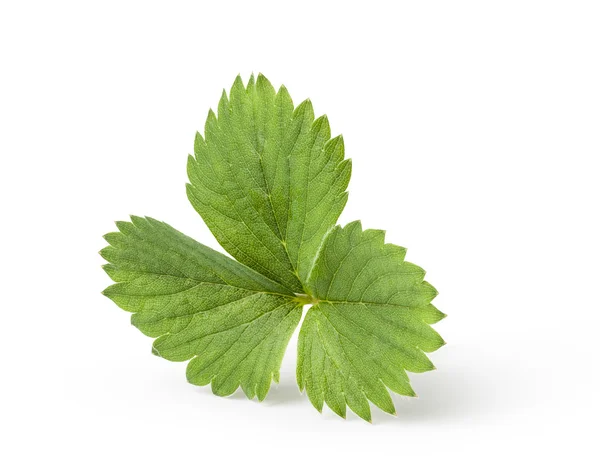 Strawberry leaf isolated on white background — Stock Photo, Image