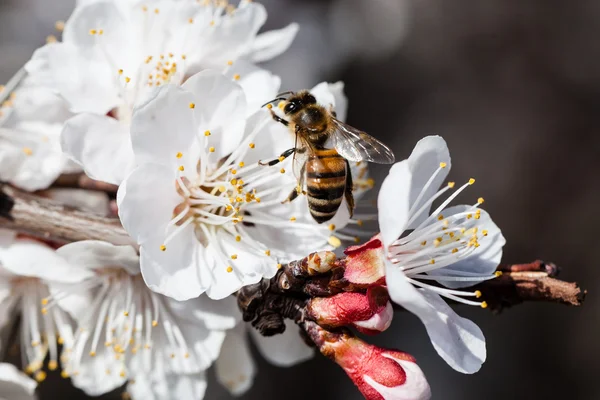 さくらんぼの花の枝 — ストック写真