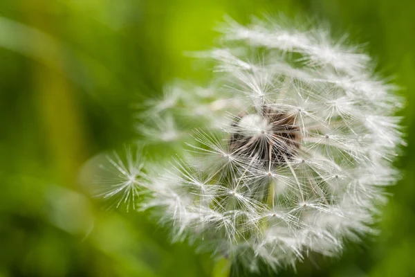 Hava dandelions yeşil alan — Stok fotoğraf