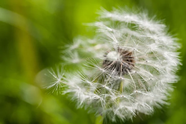 Denti di leone dell'aria su un campo verde — Foto Stock