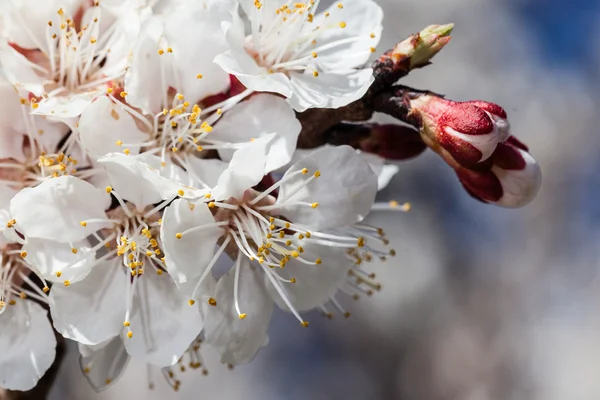 Branche de cerises fleurs — Photo