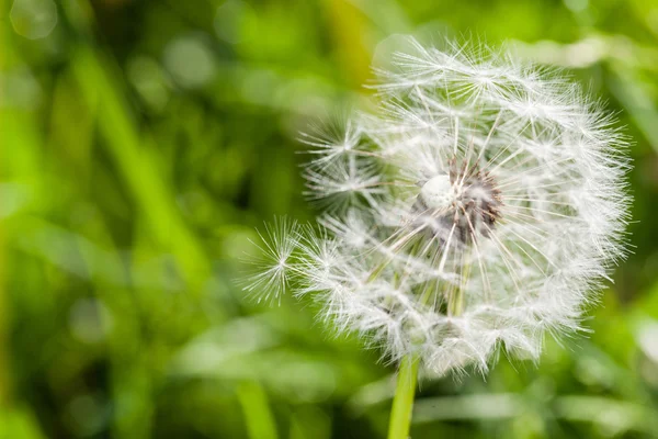 Hava dandelions yeşil alan