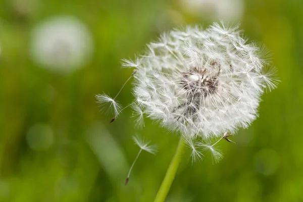 Air dandelions on a green field — Stock Photo, Image
