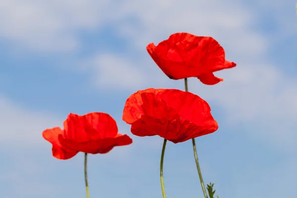 Poppy red flower in summer — Stock Photo, Image