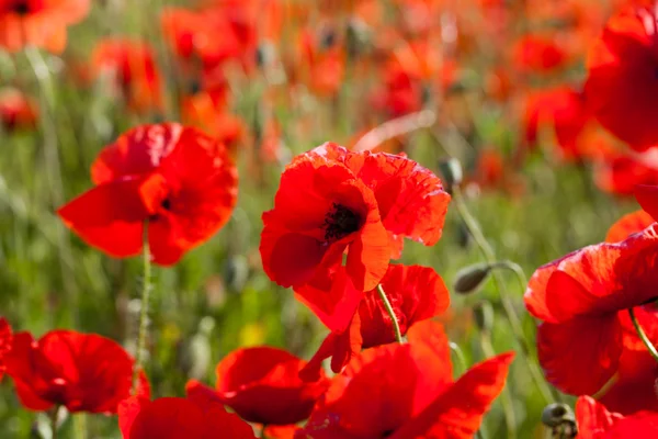 Poppy red flower in summer — Stock Photo, Image