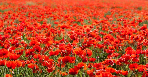 Poppy red flower in summer — Stock Photo, Image