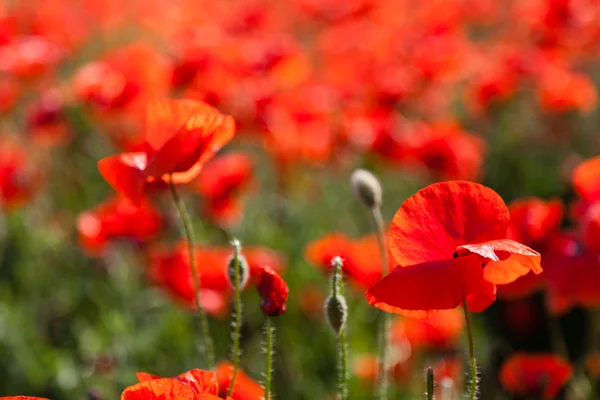 Poppy red flower in summer — Stock Photo, Image