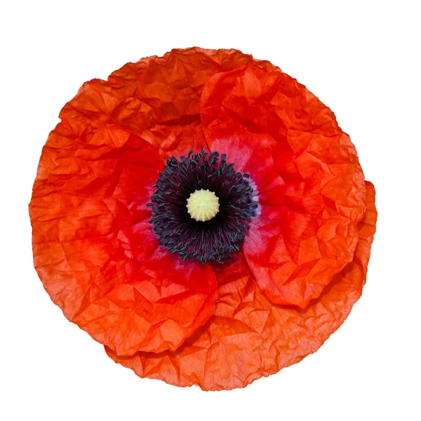 Poppy flower isolated on white background — Stock Photo, Image