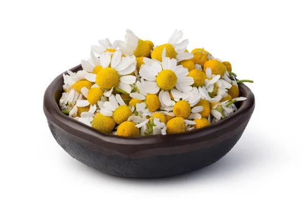 Medical Chamomile isolated on white background — Stock Photo, Image