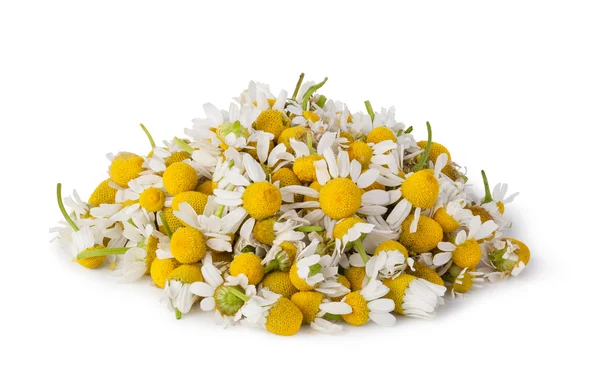 Medical Chamomile isolated on white background — Stock Photo, Image