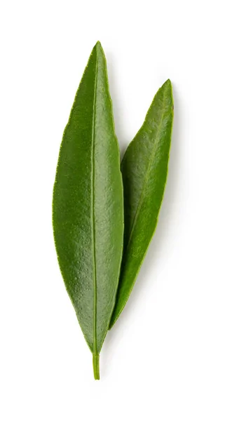 Mandarin Leaf Isolated White Background Green Citrus Leaf — Stock Photo, Image