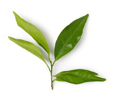 Mandalina yaprağı beyaz bir arkaplanda izole edilmiş. Yeşil narenciye yaprağı 