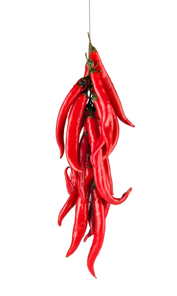 Červená chilli paprika — Stock fotografie