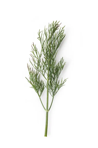 Groene dill — Stockfoto