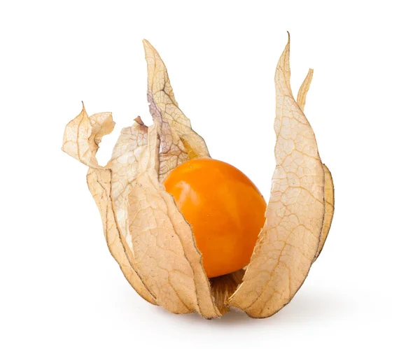 Zralé physalis — Stock fotografie