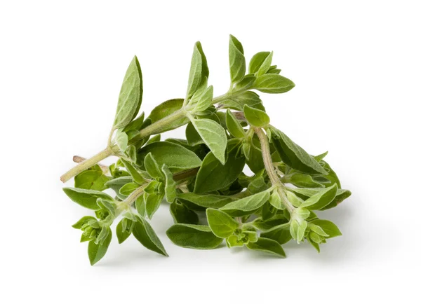 Fresh oregano — Stock Photo, Image