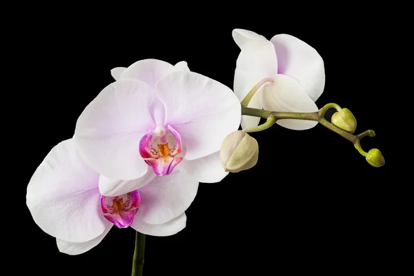 Orchidea bianca — Foto Stock