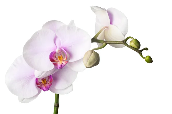 Orchidea bianca — Foto Stock