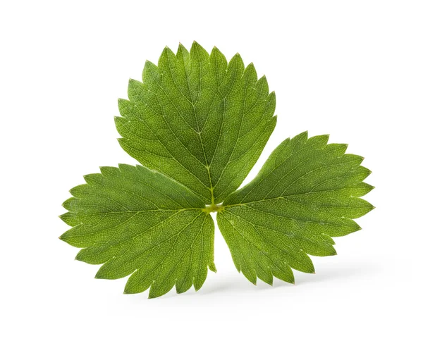 Strawberry leaf — Stock Photo, Image