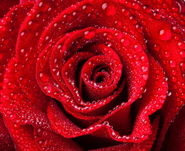 Rote Rose — Stockfoto