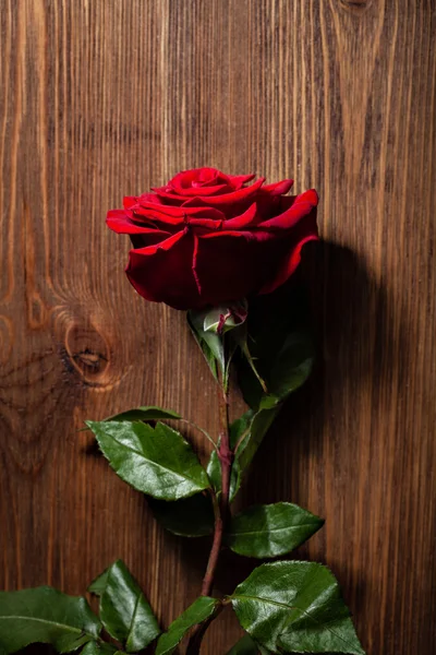 Rote Rose. Nahaufnahme Foto — Stockfoto