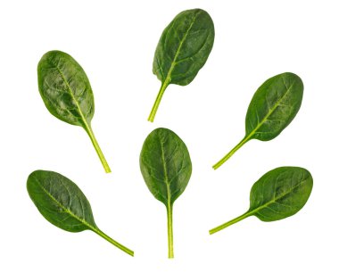 Beyaz arka planda taze ıspanak yaprakları sağlıklı beslenmeyi ve beslenmeyi simgeler.