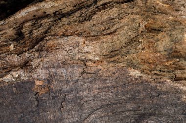 Ağaç kabuğu pürüzlü yüzeyi ve doğal desenleri gösteriyor.