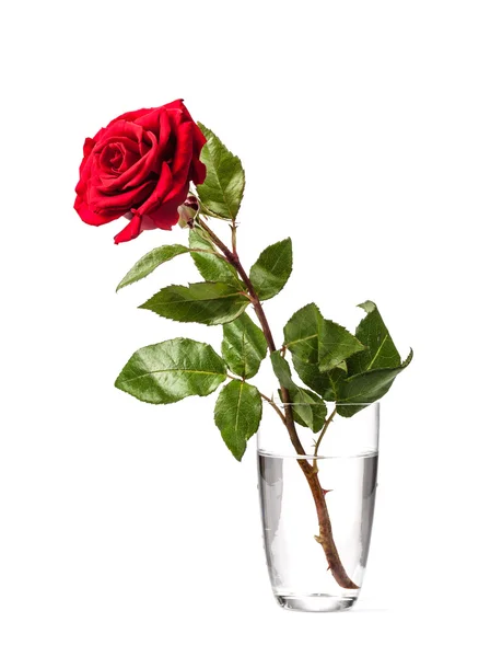 Rote Rose. Nahaufnahme Foto — Stockfoto