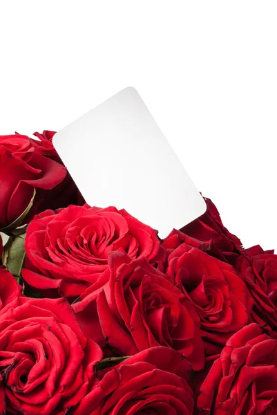 Red rose. close up photo — Stock Photo, Image